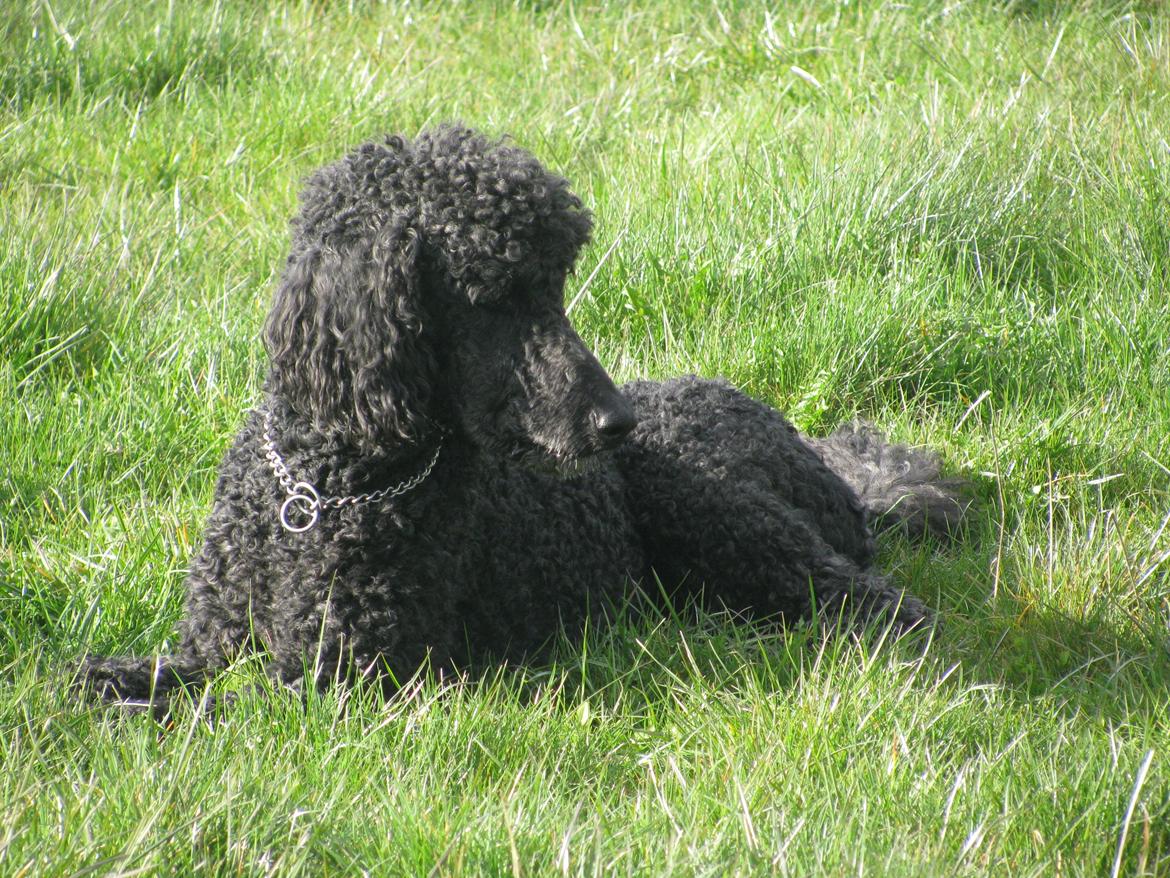 Storpuddel louie <3 billede 14