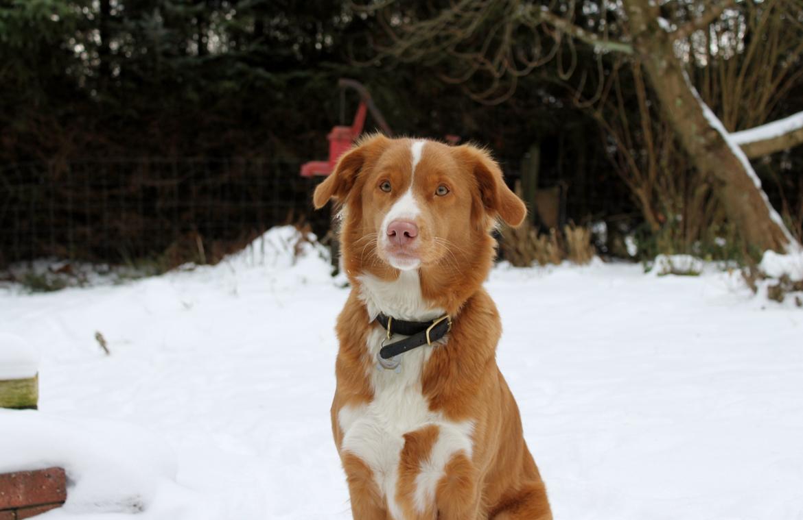 Nova scotia duck tolling retriever Saga billede 1