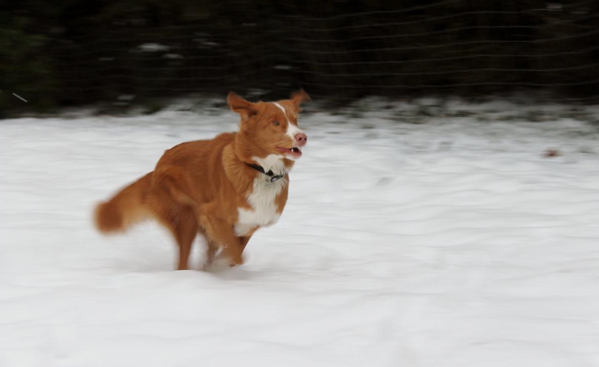 Nova scotia duck tolling retriever Saga billede 4