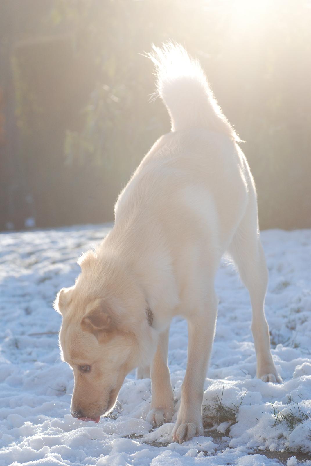 Blanding af racer Bertram - December 2012. billede 14