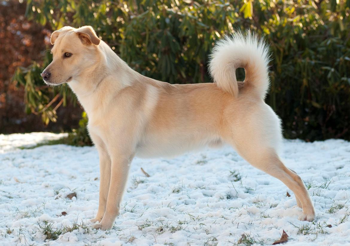 Blanding af racer Bertram - December 2012. billede 12