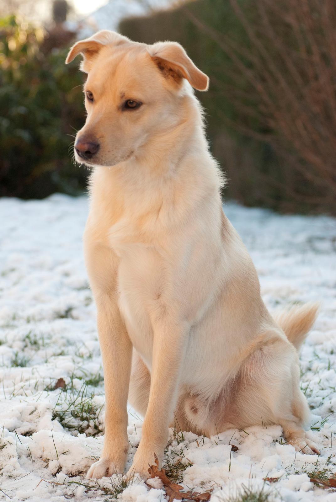 Blanding af racer Bertram - December 2012. billede 3