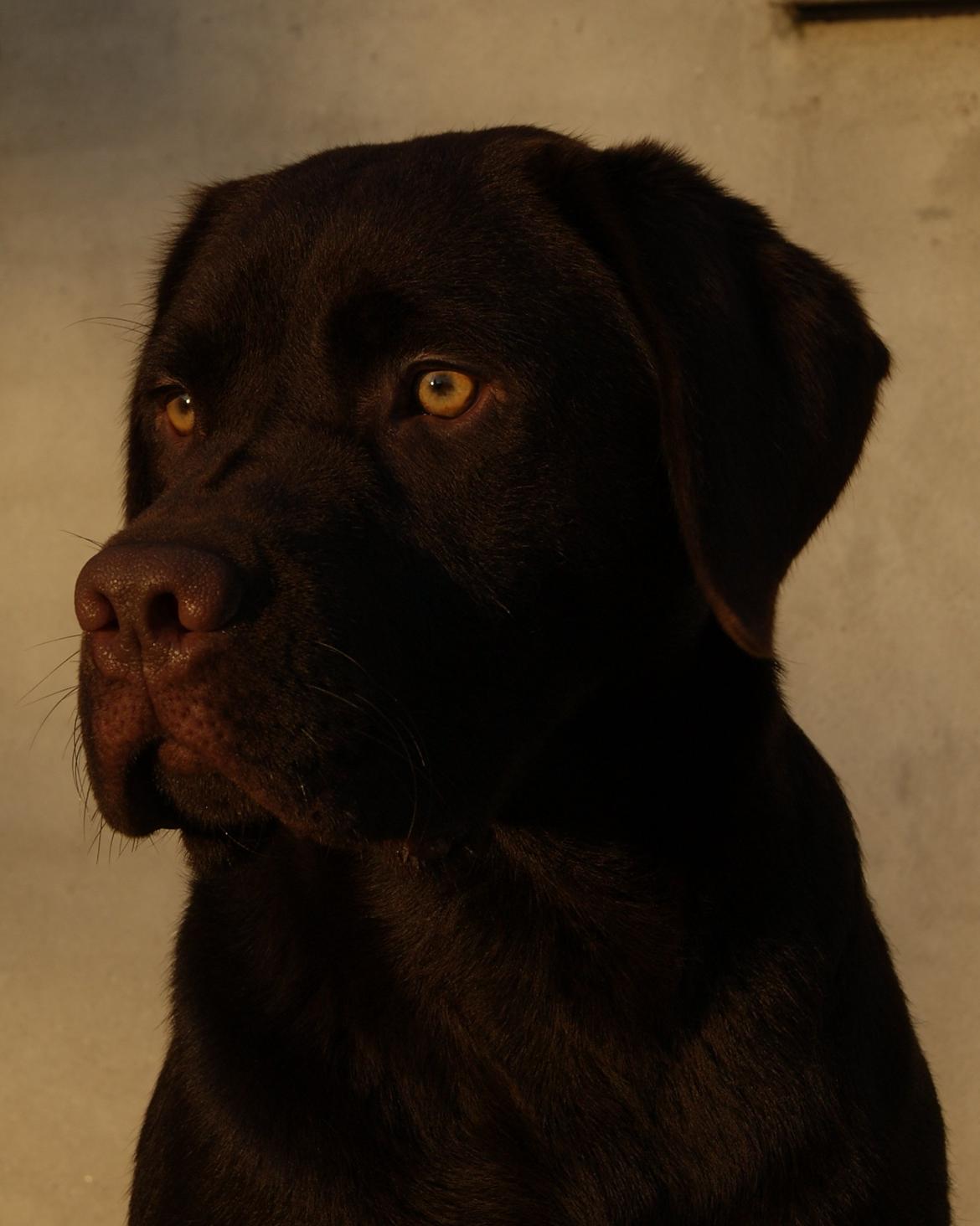 Labrador retriever Balou - 07/12-12 min kønne dreng :) billede 2