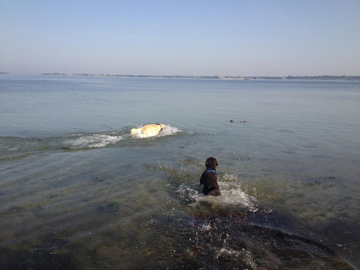 Labrador retriever Balou - I sommers. mine to dejlige hunde :) billede 21