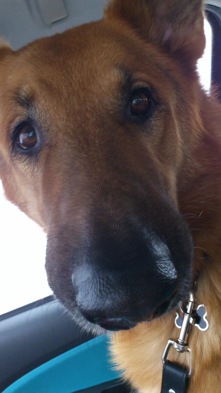 Schæferhund Rex - Ligner lidt Alf her... billede 1