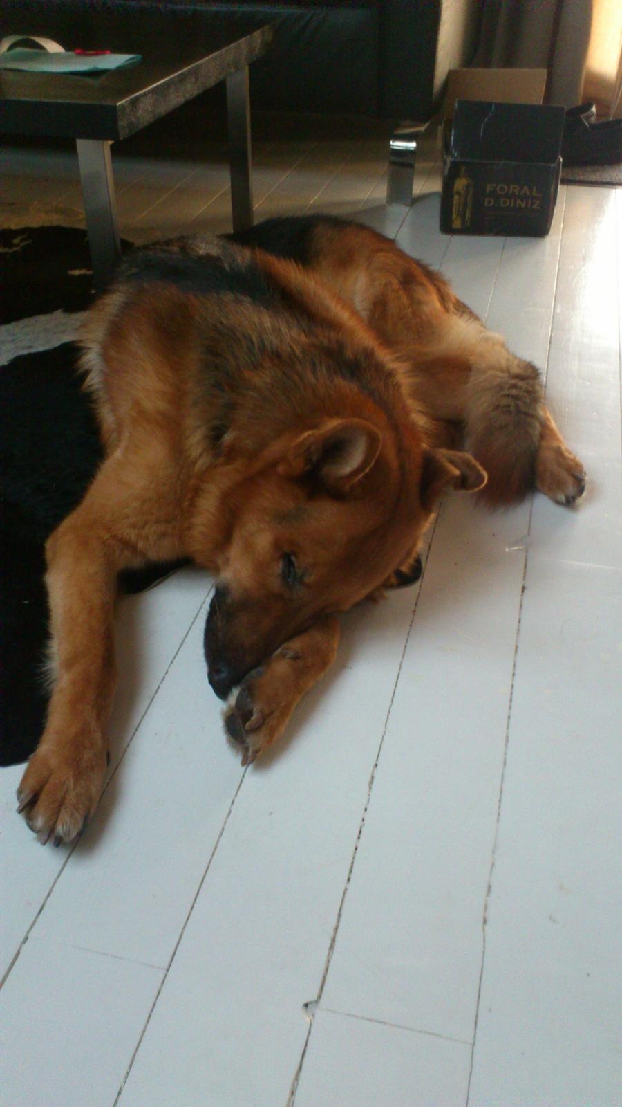 Schæferhund Rex - Er lidt genert billede 2