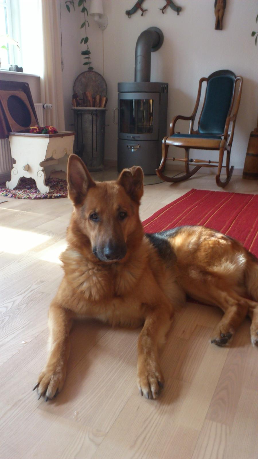 Schæferhund Rex billede 9