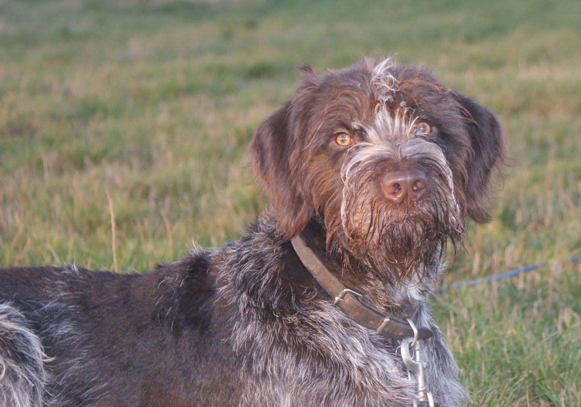 Ruhåret hønsehund Kærholt Vincent (Cody) - 8 mdr. I dæk øvelse. billede 16