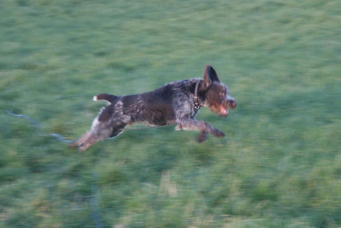 Ruhåret hønsehund Kærholt Vincent (Cody) - 8 mdr og teenhund, så den lange snor er kommet frem... billede 17