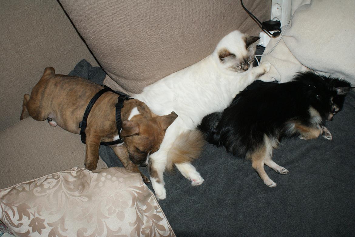 Staffordshire bull terrier Skunk billede 4