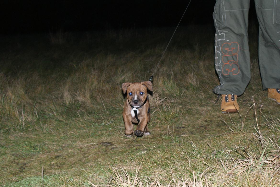 Staffordshire bull terrier Skunk billede 3