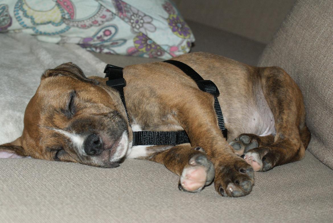 Staffordshire bull terrier Skunk billede 5