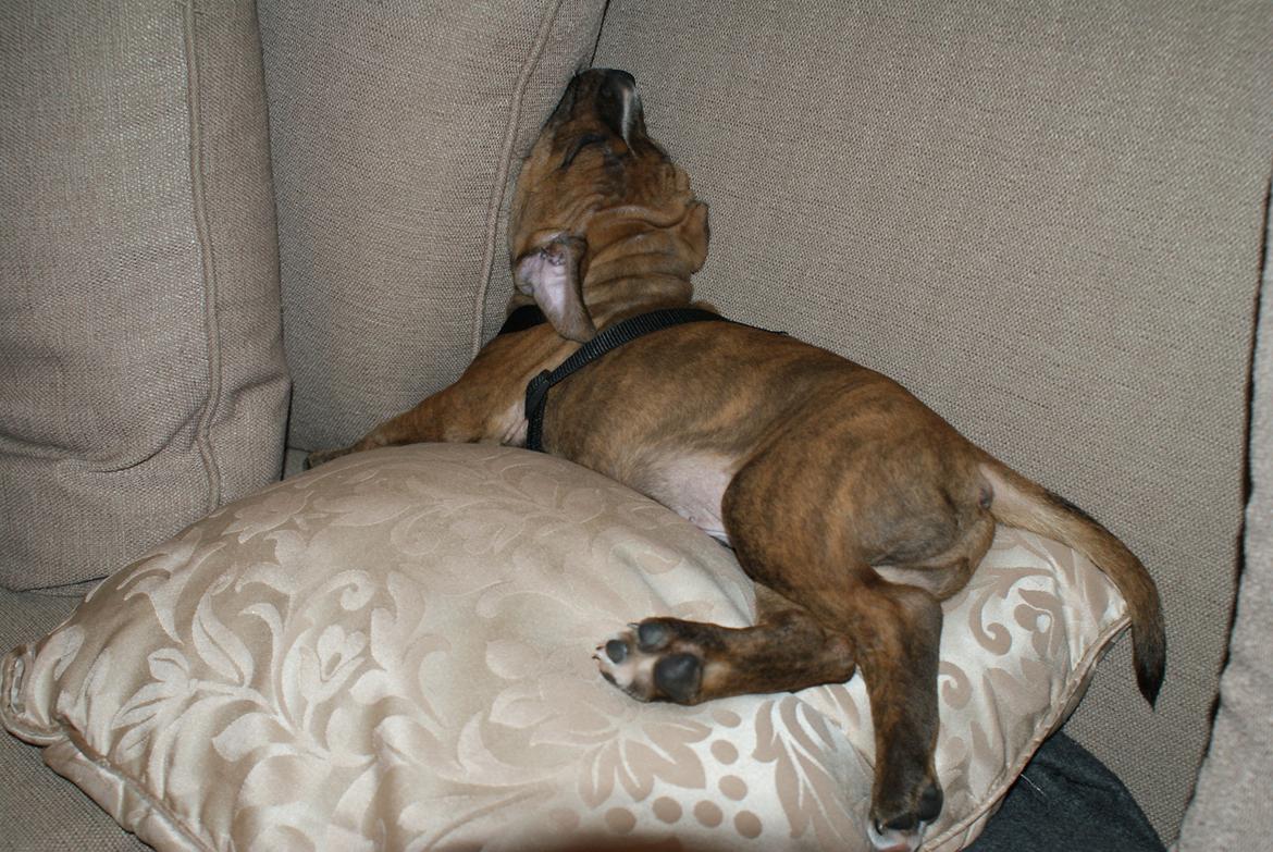 Staffordshire bull terrier Skunk billede 6