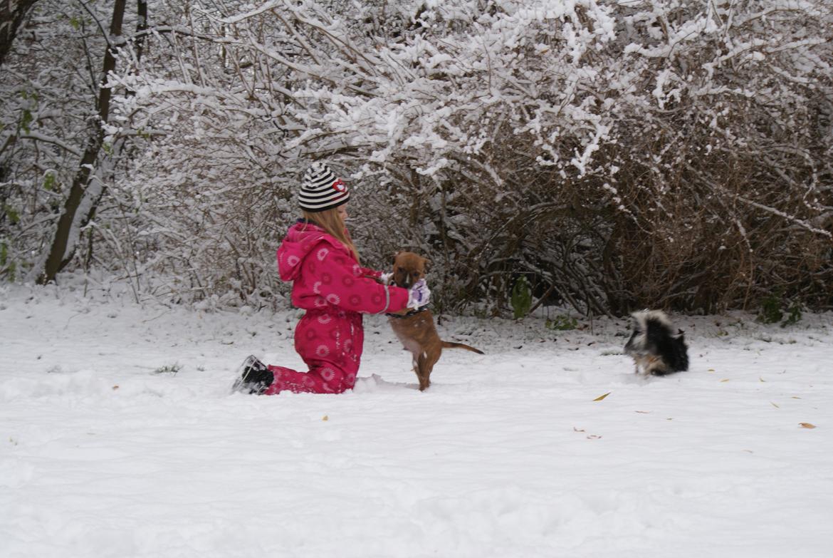 Staffordshire bull terrier Skunk billede 8