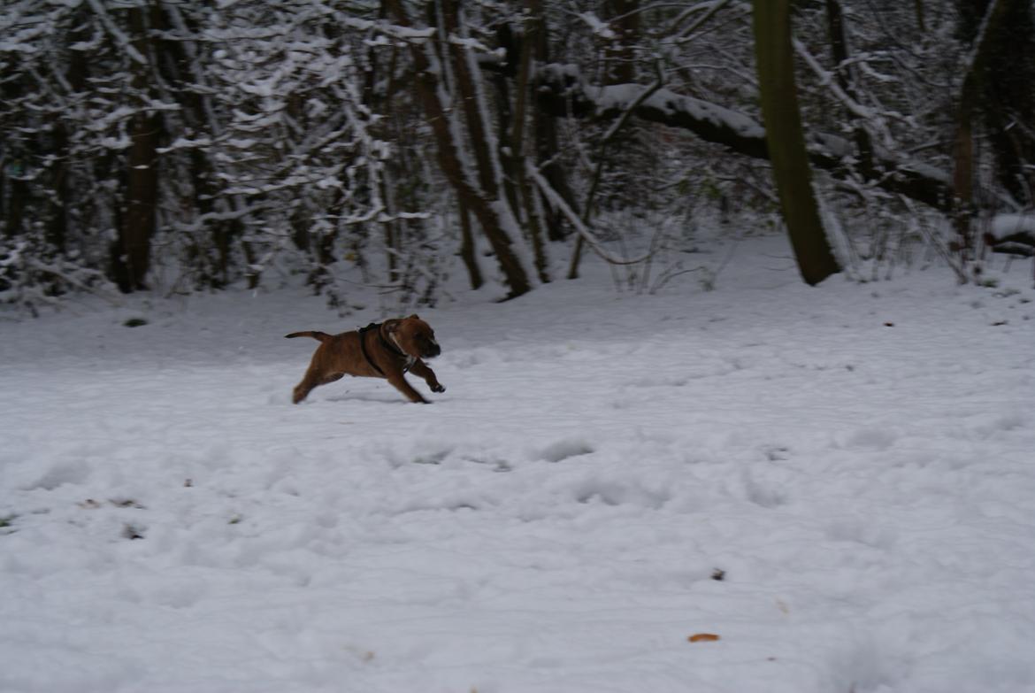 Staffordshire bull terrier Skunk billede 9