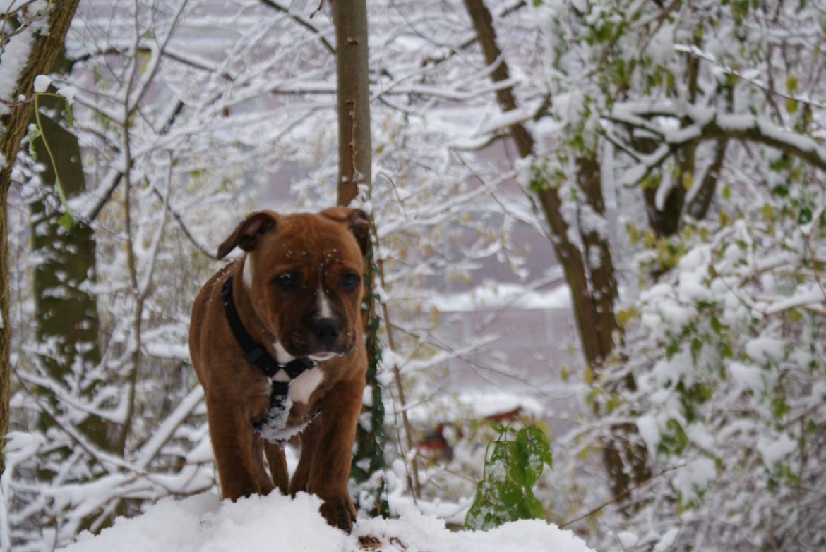 Staffordshire bull terrier Skunk billede 10