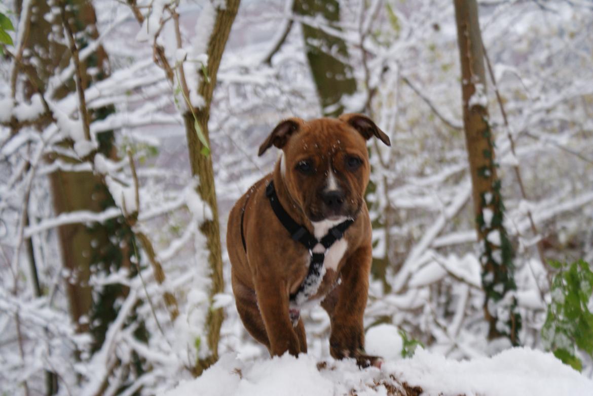 Staffordshire bull terrier Skunk billede 2