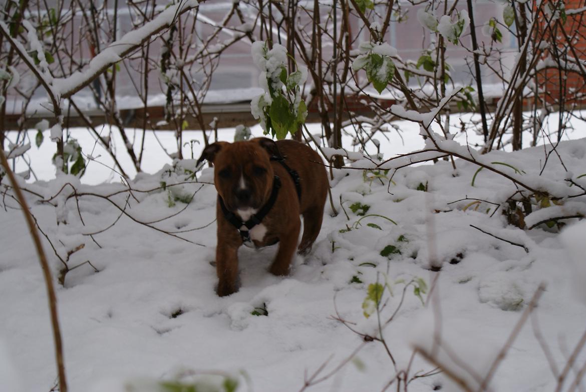 Staffordshire bull terrier Skunk billede 11