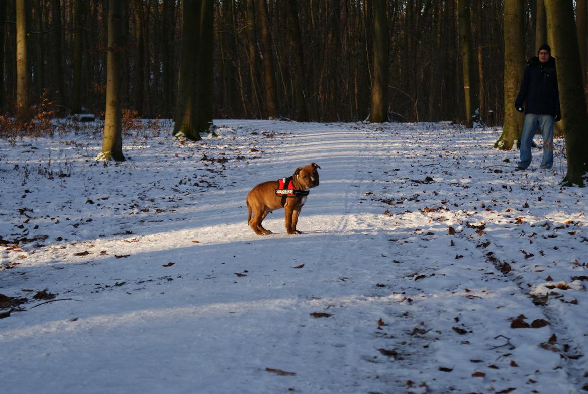 Staffordshire bull terrier Skunk billede 12