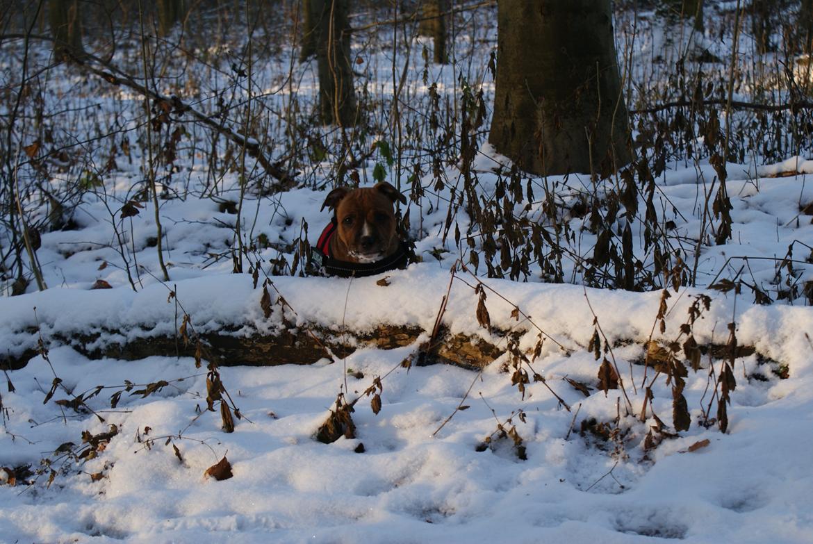 Staffordshire bull terrier Skunk billede 13