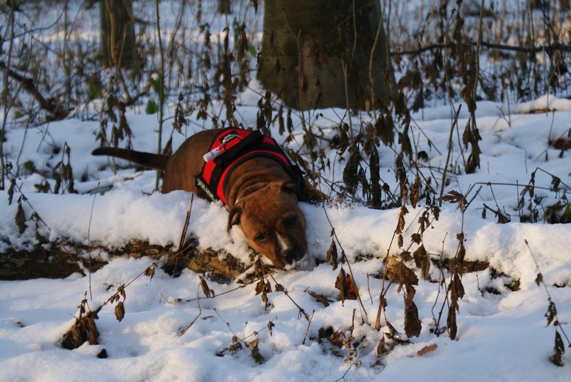 Staffordshire bull terrier Skunk billede 7