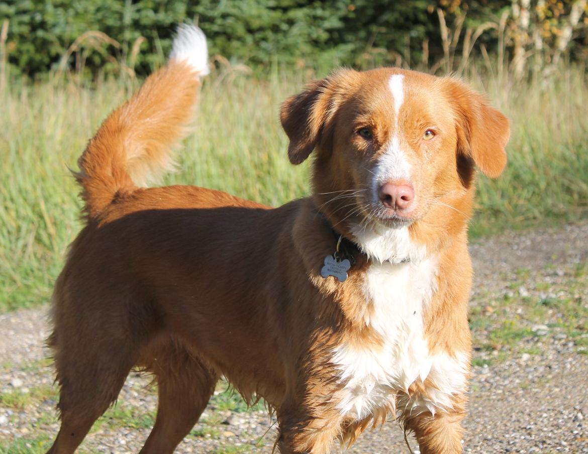 Nova scotia duck tolling retriever Saga billede 24