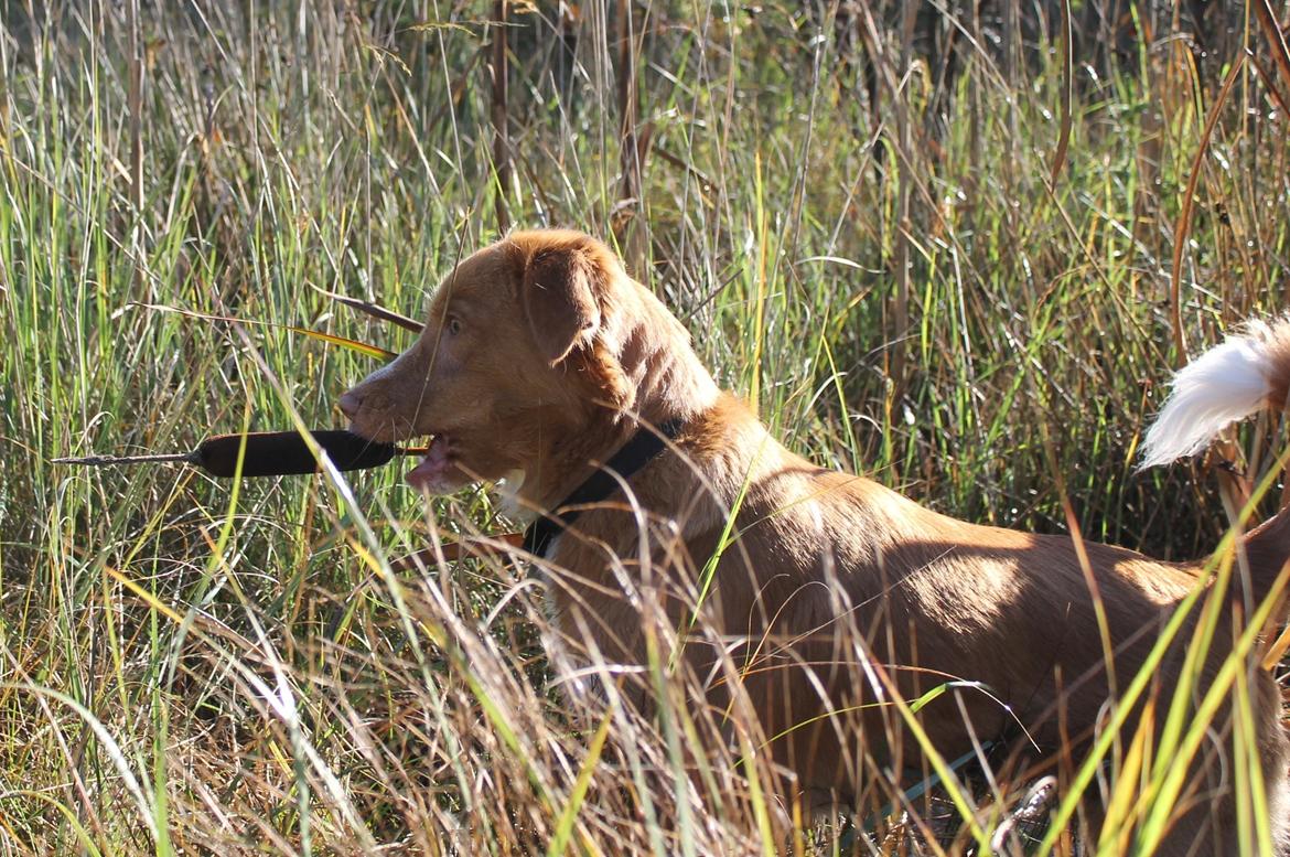 Nova scotia duck tolling retriever Saga - Sådan en dunhammer her må da være ligeså god som enhver pind! den ligner jo ;) billede 25