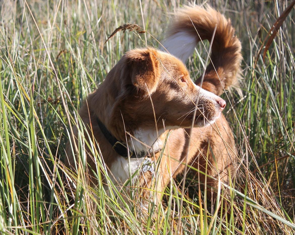 Nova scotia duck tolling retriever Saga billede 14