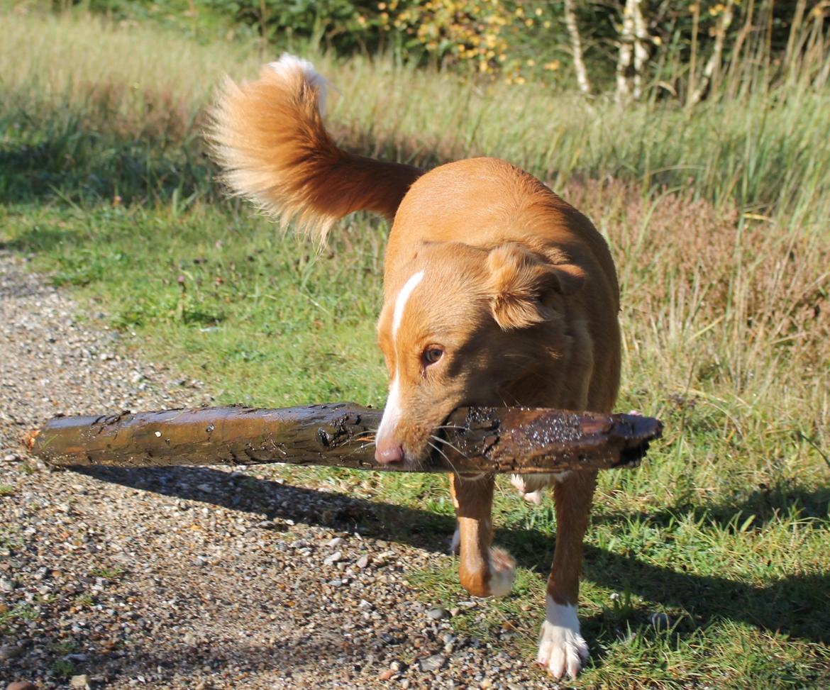 Nova scotia duck tolling retriever Saga - Se mor! jeg har fundet en fiiin kastepind! billede 11