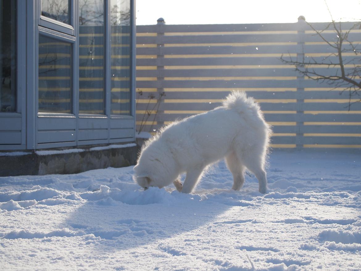 Japansk spids Ninki's Felira Hime Akira <3 - Hun elsker sne!! <3 billede 18