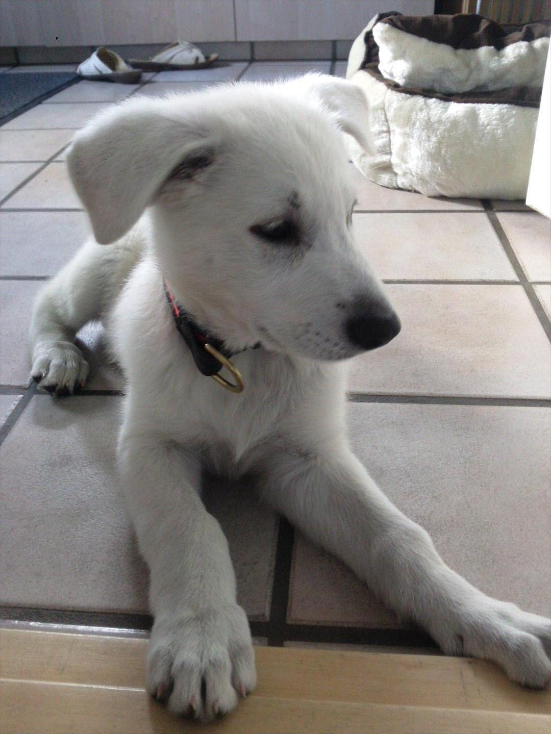 Hvid schæfer Django - søde lille Django som valp:-) billede 19