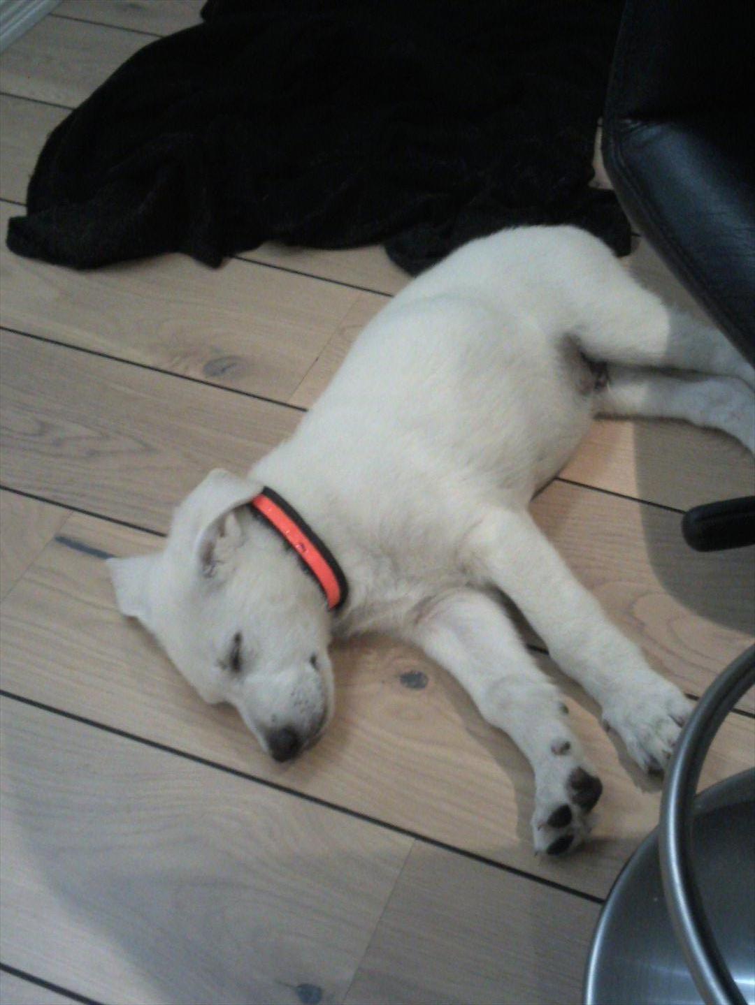 Hvid schæfer Django - igen Django som lille billede 20