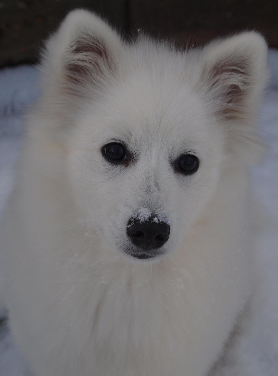 Japansk spids Ninki's Felira Hime Akira <3 - Smukke hund!!<3 billede 14