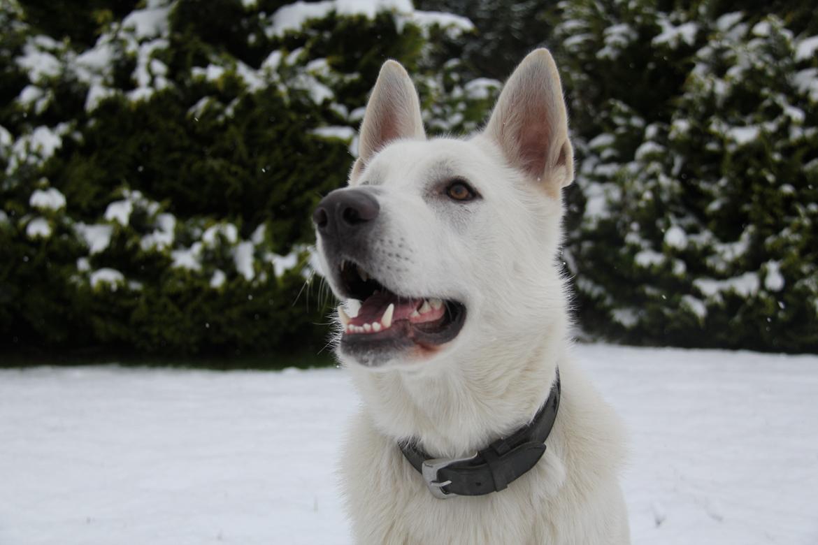 Hvid schæfer Django billede 3