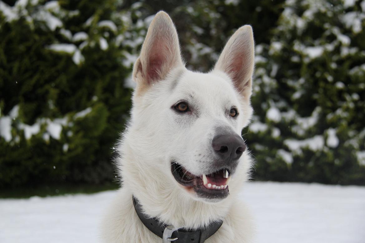 Hvid schæfer Django billede 2