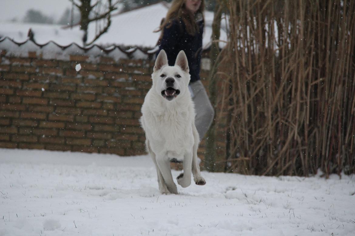 Hvid schæfer Django billede 6