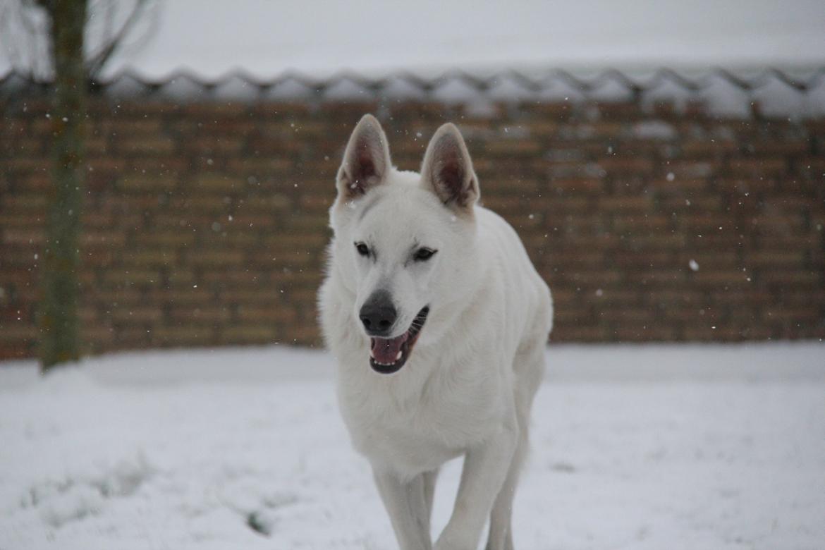 Hvid schæfer Django billede 8