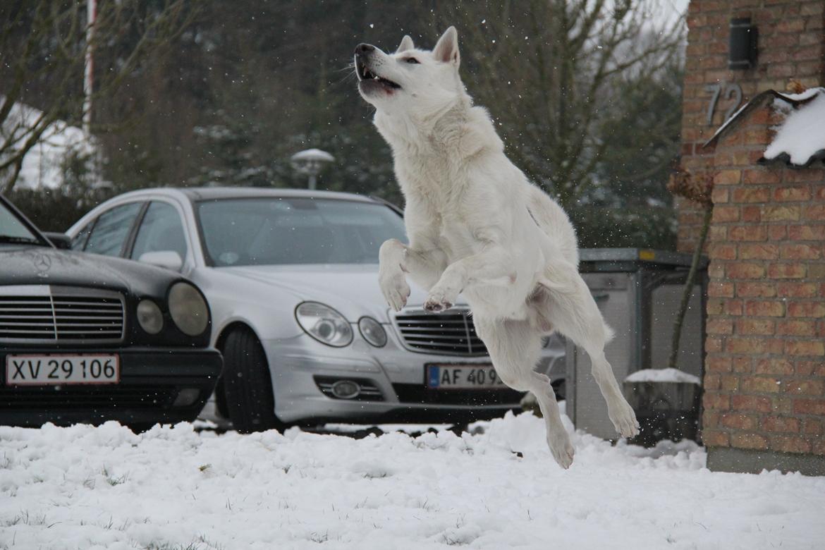 Hvid schæfer Django - i am a supermand!  billede 7