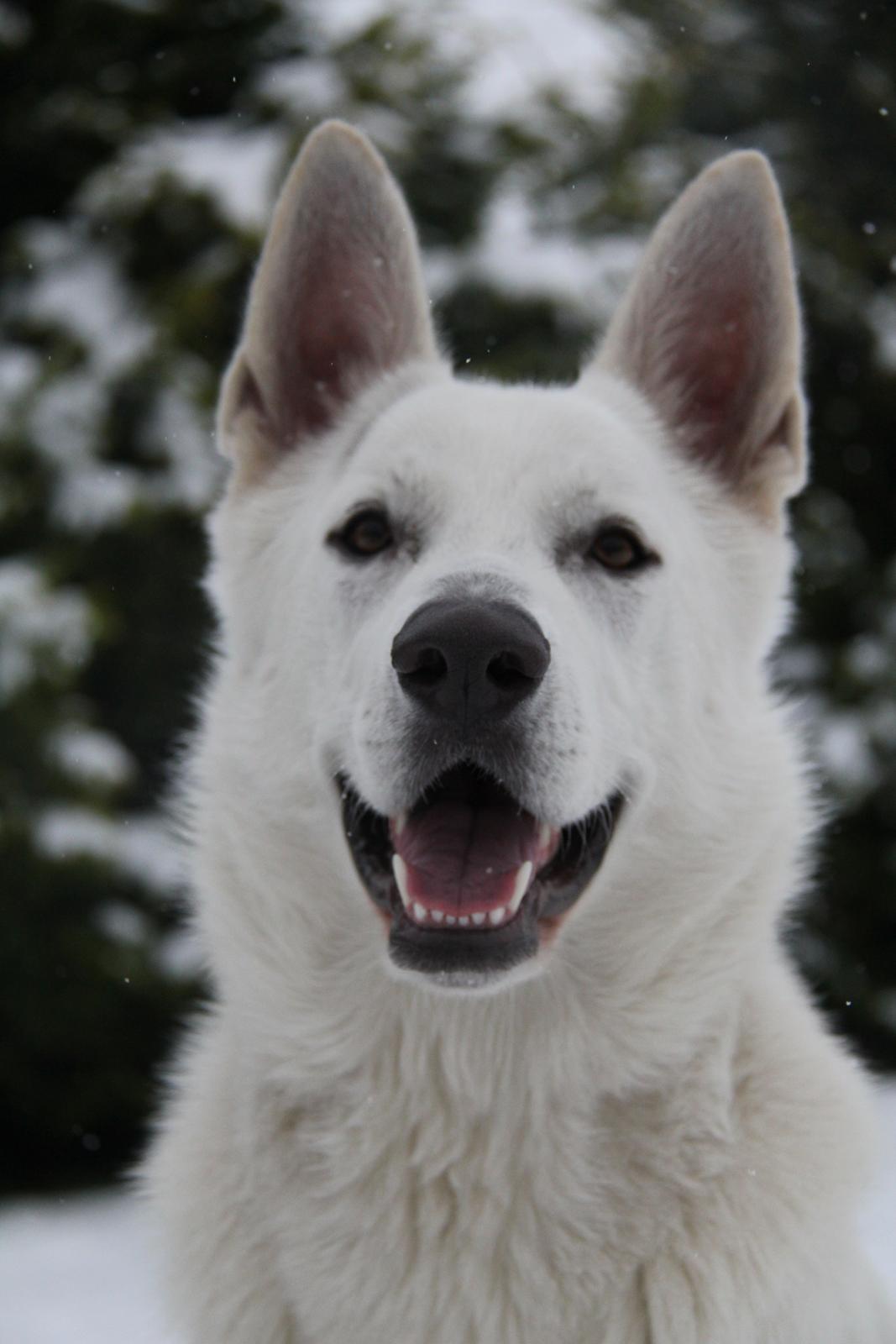 Hvid schæfer Django - velkommen til Django`s profil :-) billede 1
