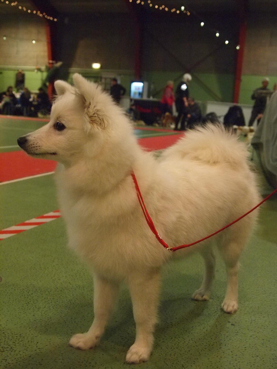 Japansk spids Ninki's Felira Hime Akira <3 - SÅ ER AKIRA KLAR TIL AT INDTAGE RINGEN!! <3 billede 19