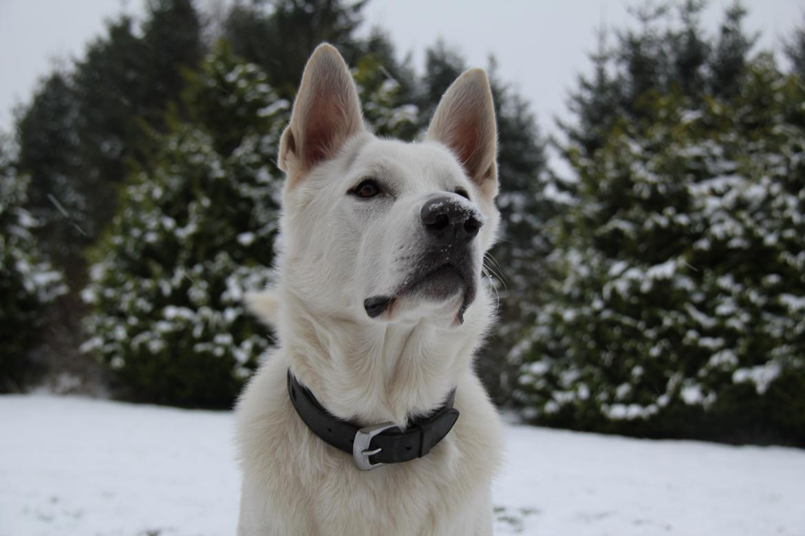 Hvid schæfer Django billede 4