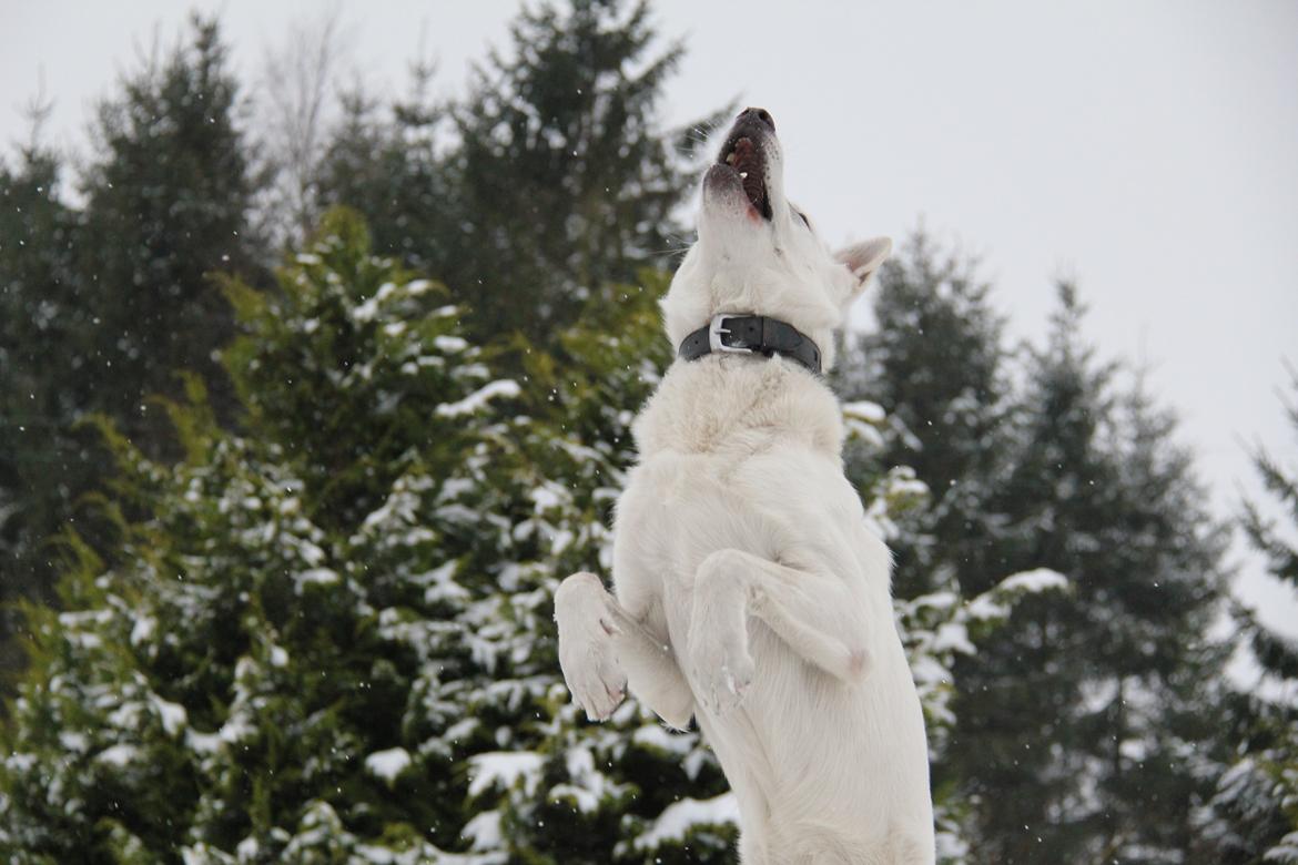 Hvid schæfer Django billede 5