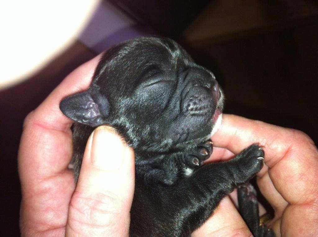 Fransk bulldog petra billede 3