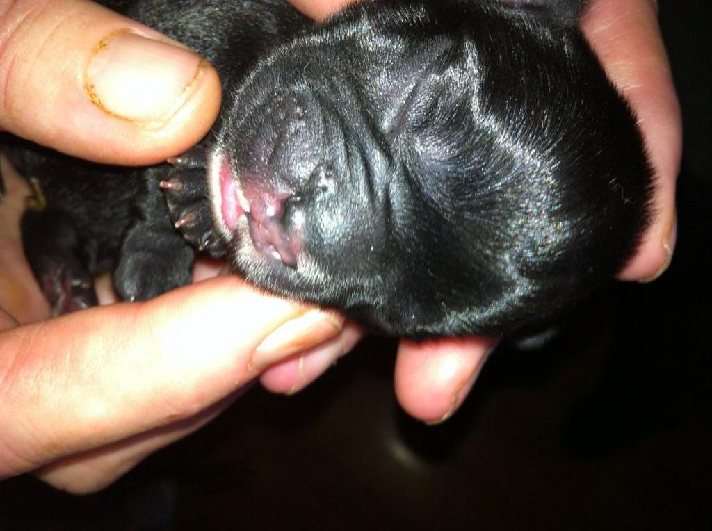 Fransk bulldog petra billede 1