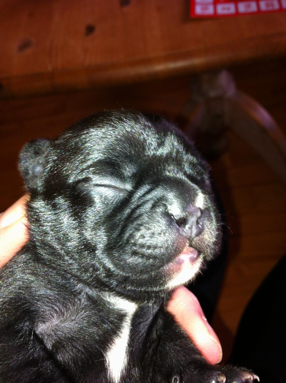 Fransk bulldog petra billede 4