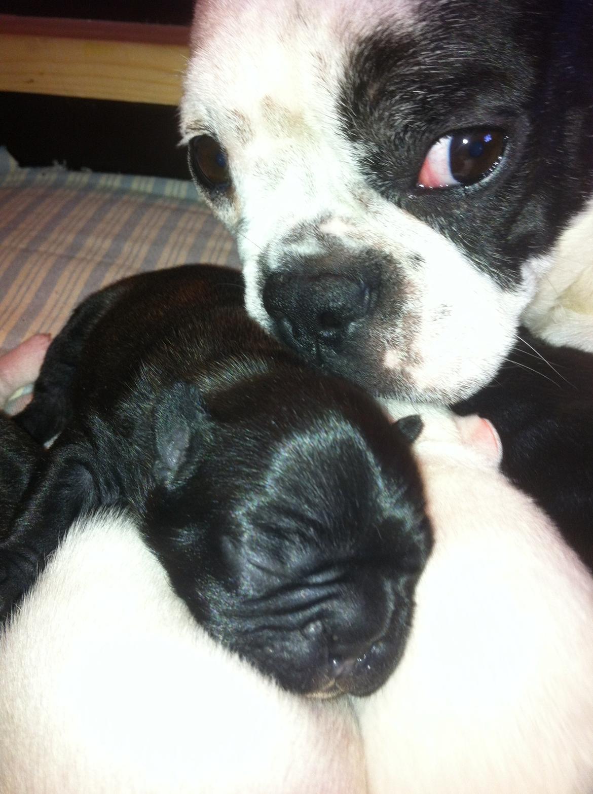 Fransk bulldog petra billede 5