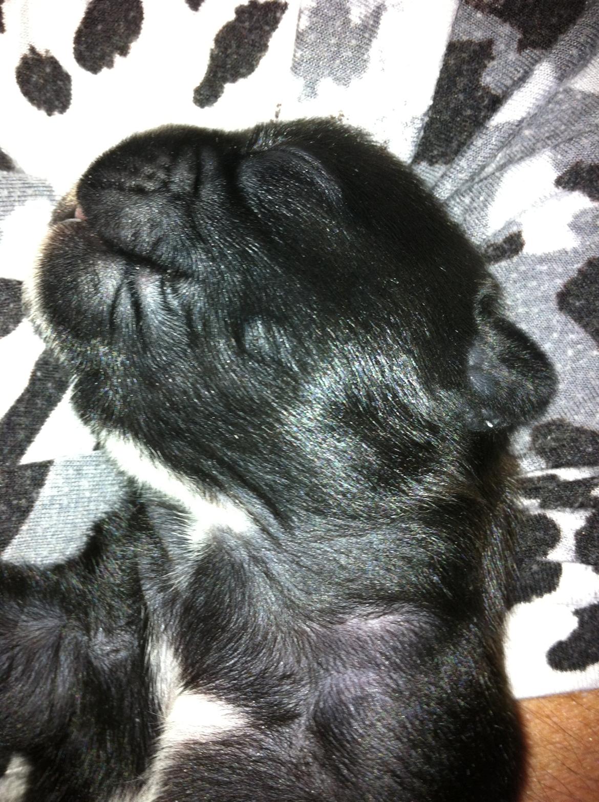 Fransk bulldog petra billede 7