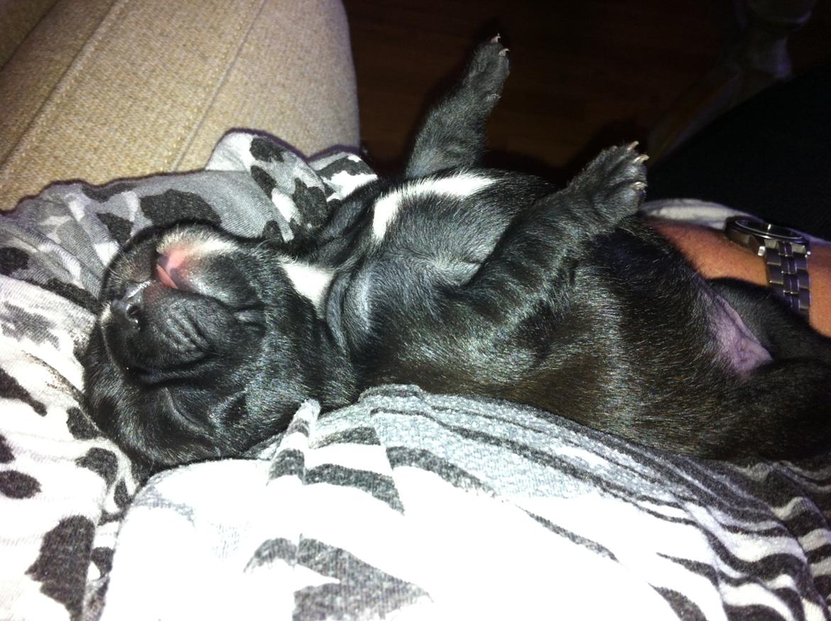 Fransk bulldog petra billede 8