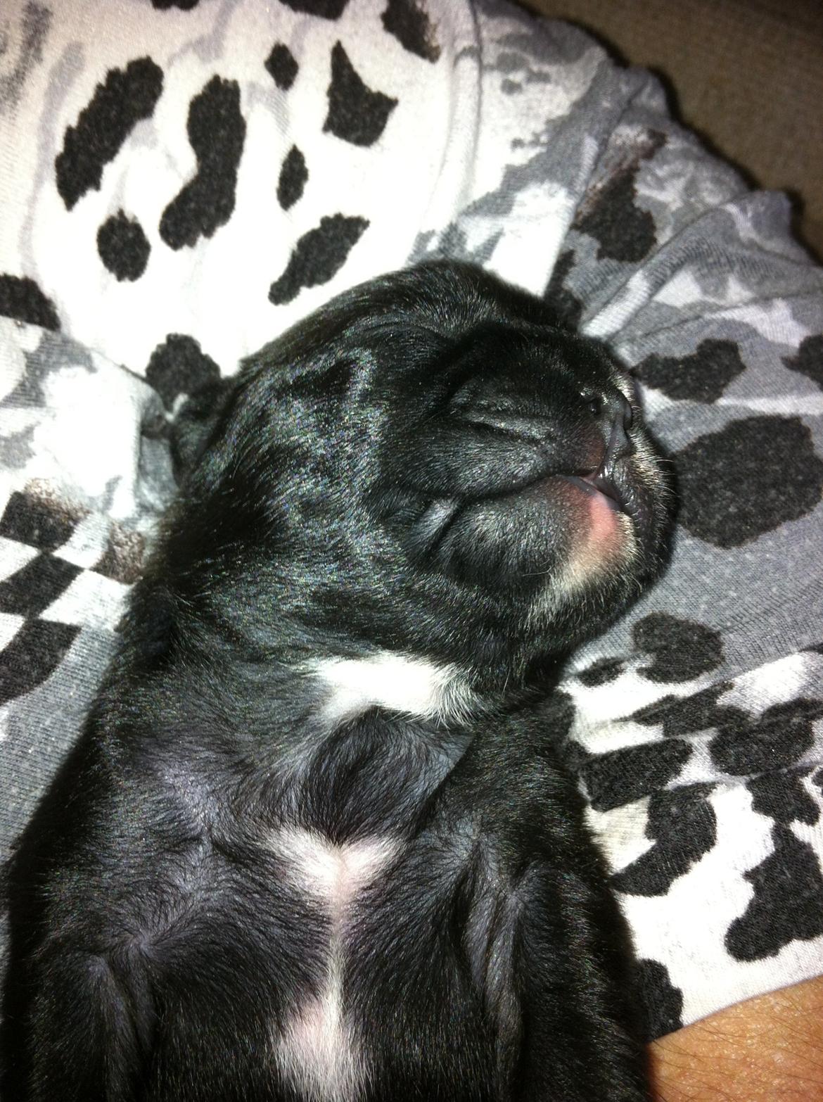 Fransk bulldog petra billede 9