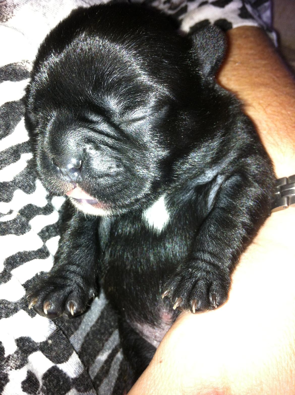 Fransk bulldog petra billede 10